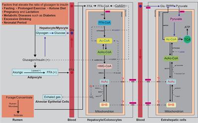 Beta-Hydroxybutyrate: A Dual Function Molecular and Immunological Barrier Function Regulator